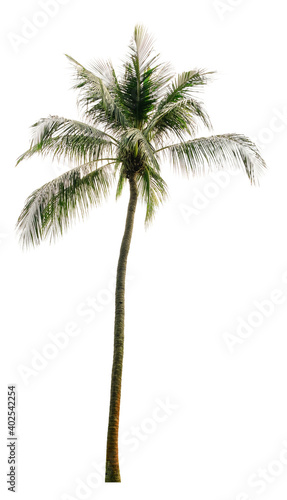 Beautiful coconut palm tree isolated on white background. Suitable for use in architectural design or Decoration work. © Nudphon