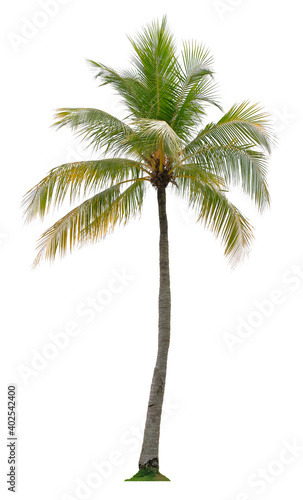 Beautiful coconut palm tree isolated on white background. Suitable for use in architectural design or Decoration work.