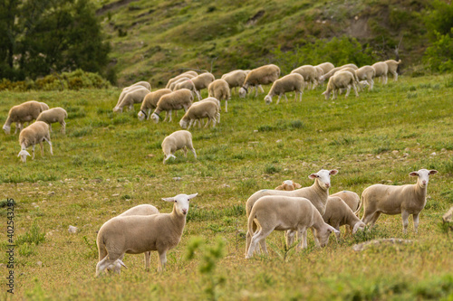 rebaño de ovejas segureñas, El Atunedo, parque natural sierras de Cazorla, Segura y Las Villas, Jaen, Andalucia, Spain