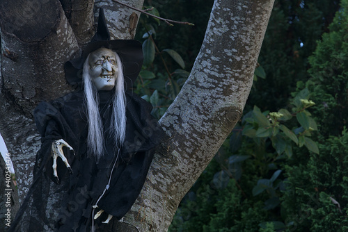 Photography Scary old witch with black dress, hat and nails, gray hair hung on the tree