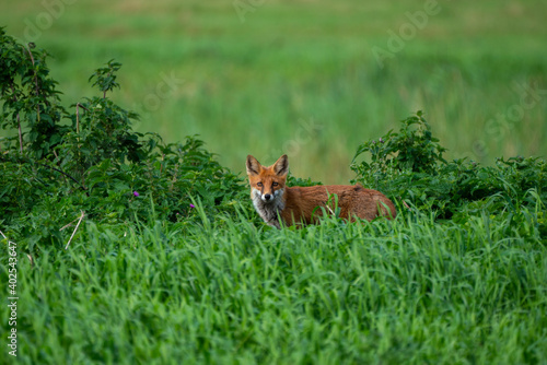 Red fox in the grass © Karim
