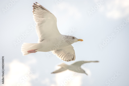 Beautiful seagulls flying in the blue sky