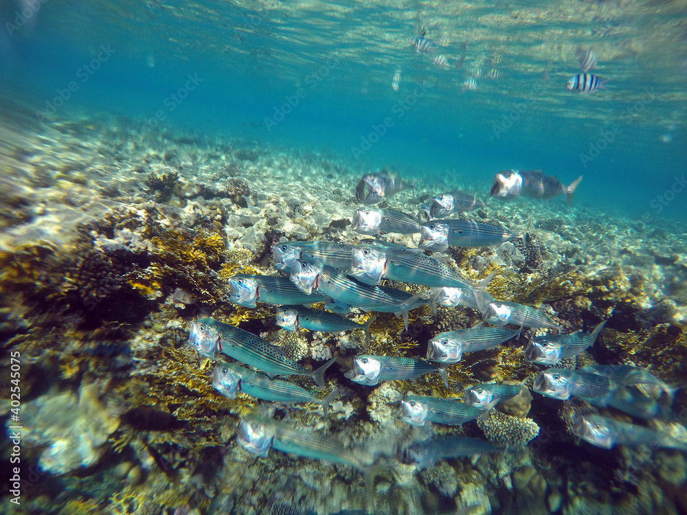 Tropical coral reef. Ecosystem and environment. Egypt. Near Sharm El Sheikh Tropical coral reef. Ecosystem and environment. Egypt. Near Sharm El Sheikh