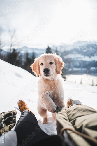 Happy golden retriever puppy motion in snow, Switzerland