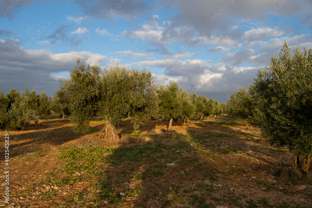 Olivar con nubes otoñales