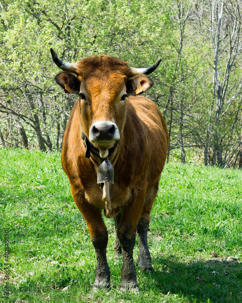mammifères /  vache laitière