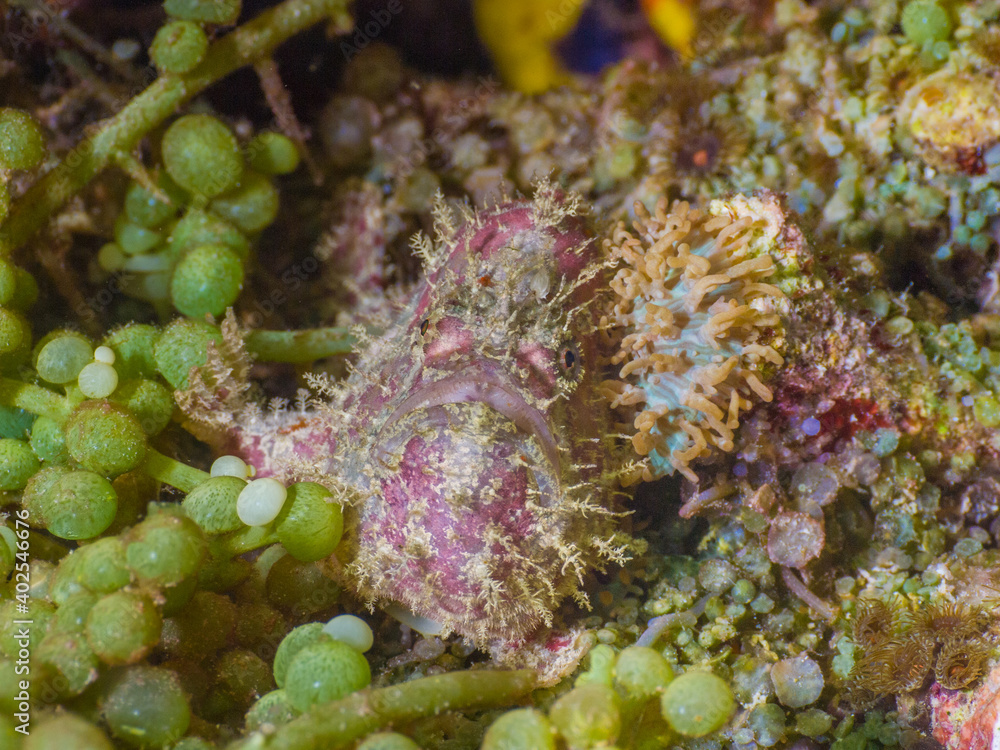Fototapeta premium Frogfish on sea grapes (Mergui archipelago, Myanmar)