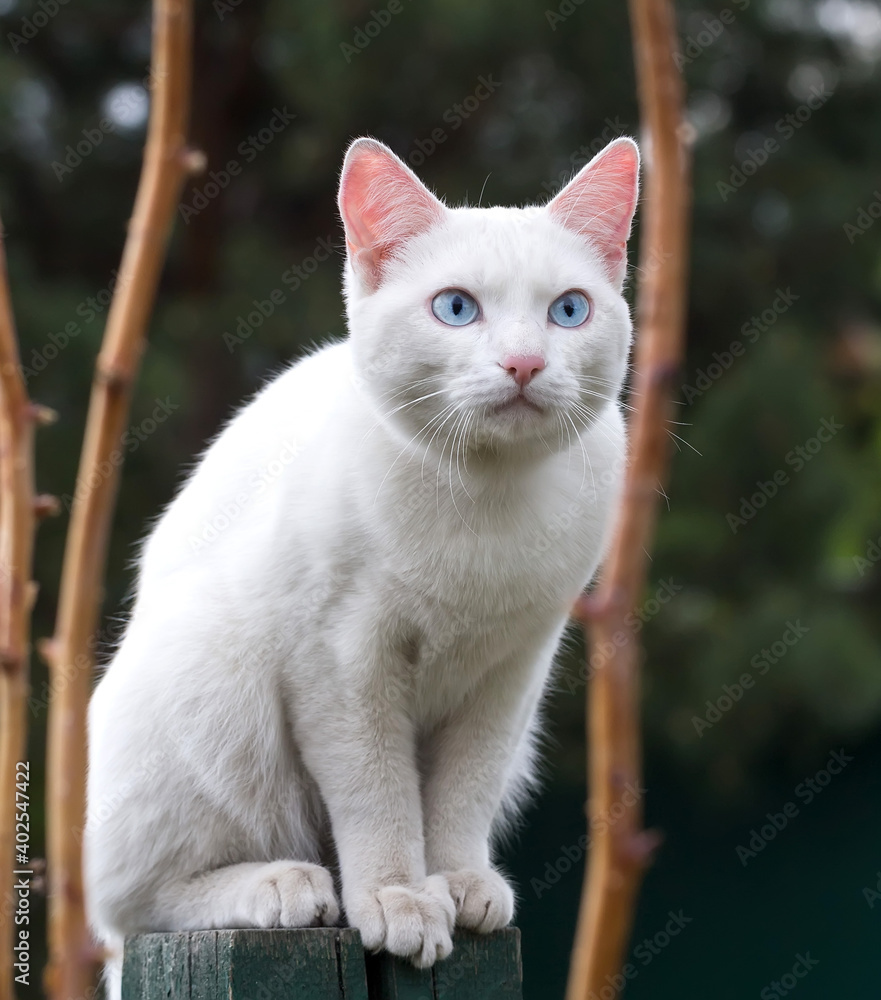Portrait of white cat with blue eyes on dark green blurred background Portrait of white cat with blue eyes on dark green blurred background