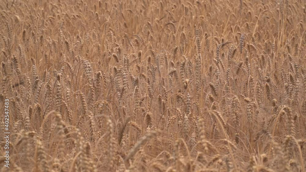 Wheat fields in wind Wheat fields in wind