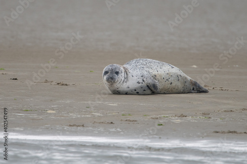 seal, sea, animal, beach, mammal, wildlife, nature, grey seal, water, ocean, sand, baby, halichoerus grypus, cute, young, wild, gray