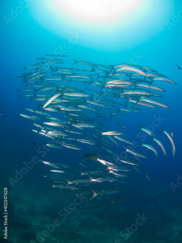 School of Blackfin barracuda above coral reef (Koh Tachai, Similan, Thailand)