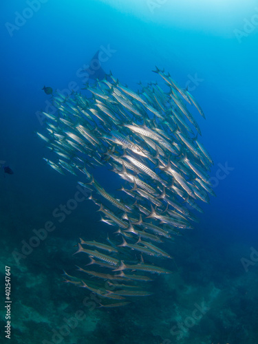 School of Blackfin barracuda and Oceanic manta behind (Koh Tachai, Similan, Thailand)