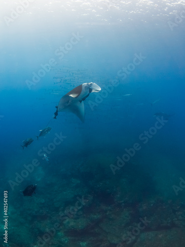 Oceanic manta rays and school of barracuda behind (Koh Tachai, Similan, Thailand)