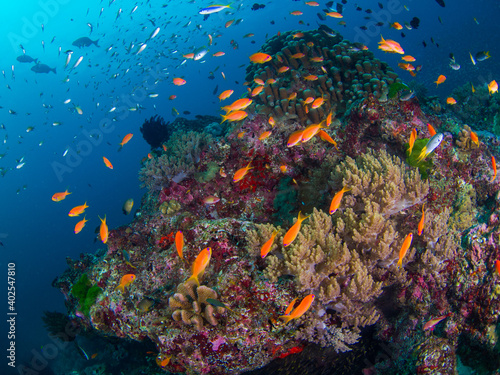Sea goldies at a hard coral bommie (Similan, Thailand)