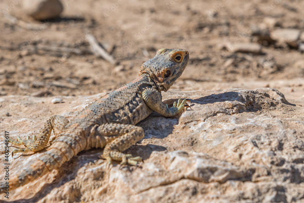 Agama, lizard, a genus of long-tailed, insectivorous Old World lizards. Animals of deserts in Israel. Close up Agama, lizard, a genus of long-tailed, insectivorous Old World lizards. Animals of deserts in Israel. Close up