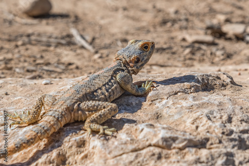 Agama  lizard  a genus of long-tailed  insectivorous Old World lizards. Animals of deserts in Israel. Close up