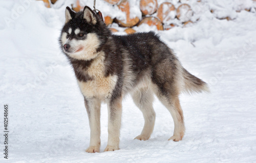 Husky dog standing in the snow