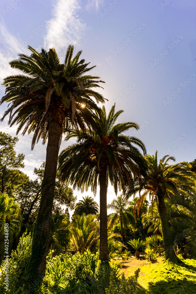 Obraz premium Palmen
