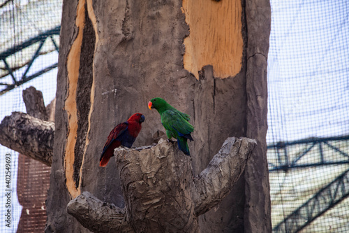 red and yellow macaw