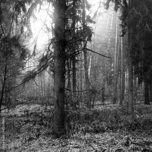 Fototapeta Naklejka Na Ścianę i Meble -  forest in the fog