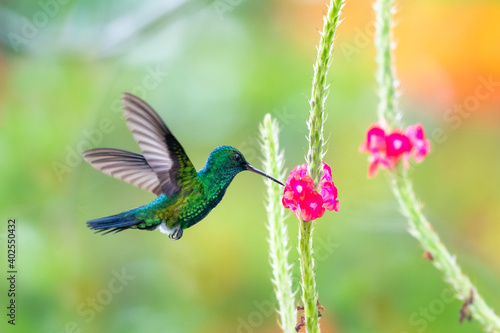 A Blue-chinned Sapphire hummingbird feeding on pink Vervain flowers with a blurred background and natural light. Wildlife in nature.