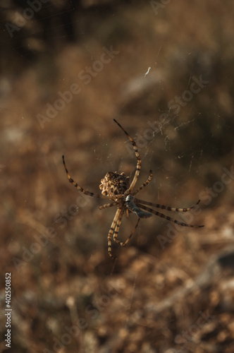 Cross spider on a web