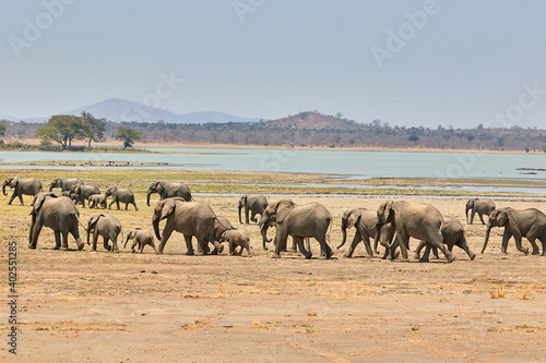 A herd of African elephants in Vwaza, Malawi