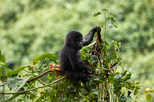 Baby gorilla playing in the forest of Bwindi, Uganda © Lennjo