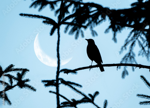 A bird on a branch and the moon in the sky