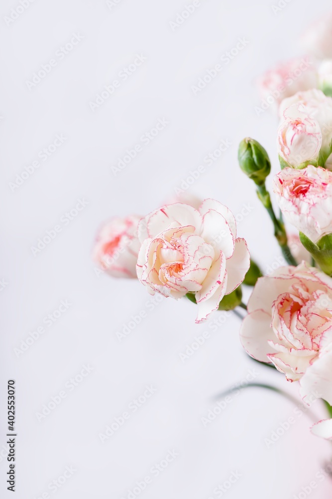 Small delicate white with pink rim carnation flowers on a white background Small delicate white with pink rim carnation flowers on a white background