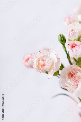 Small delicate white with pink rim carnation flowers on a white background