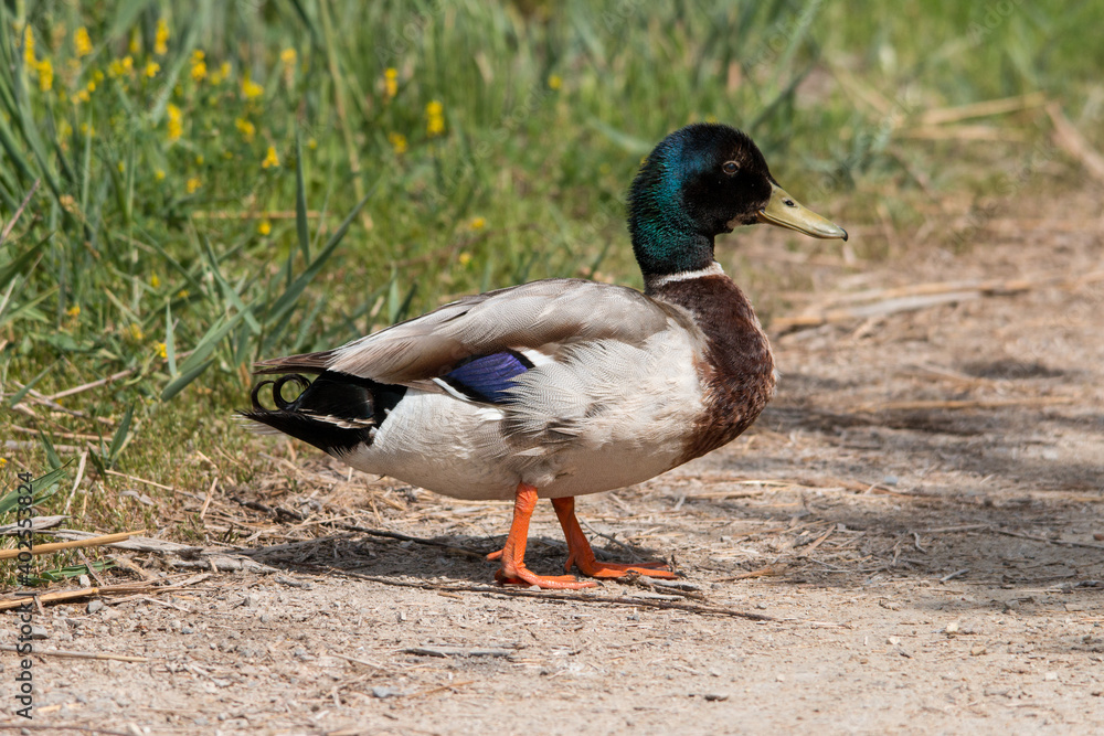 Obraz premium Stockente