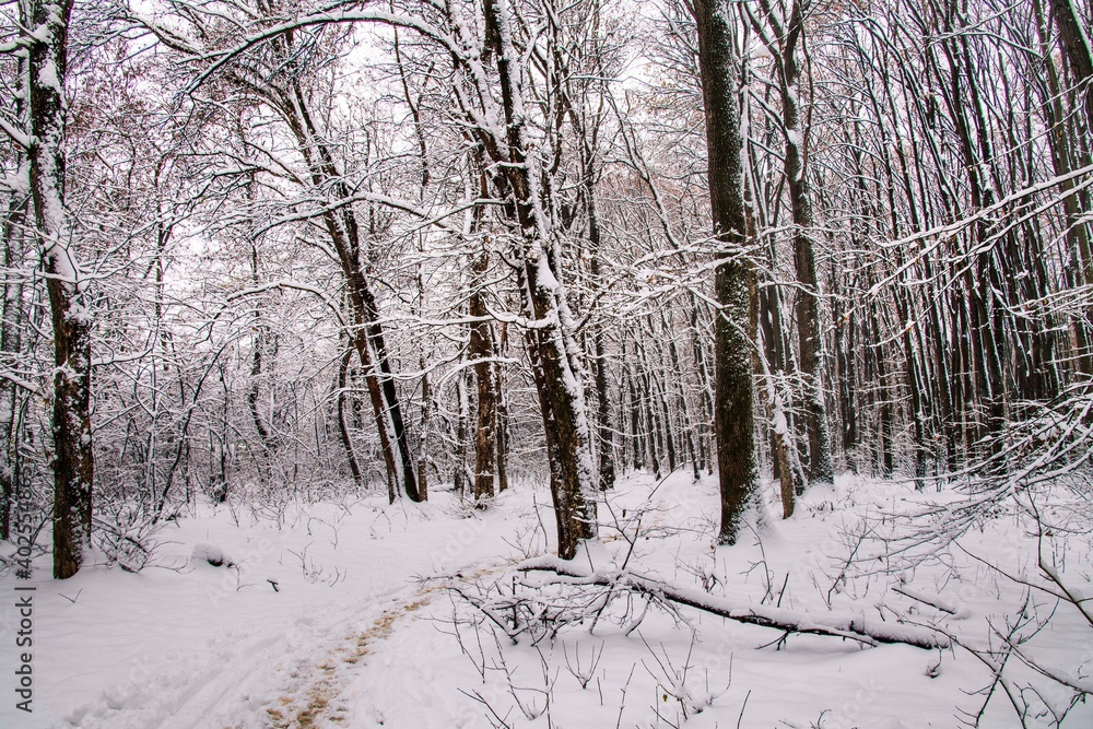 Winter forest with beautiful view.Falling snow.White Christmas in Bucharest Winter forest with beautiful view.Falling snow.White Christmas in Bucharest