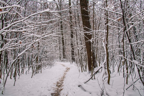 Winter forest with beautiful view.Falling snow.White Christmas in Bucharest