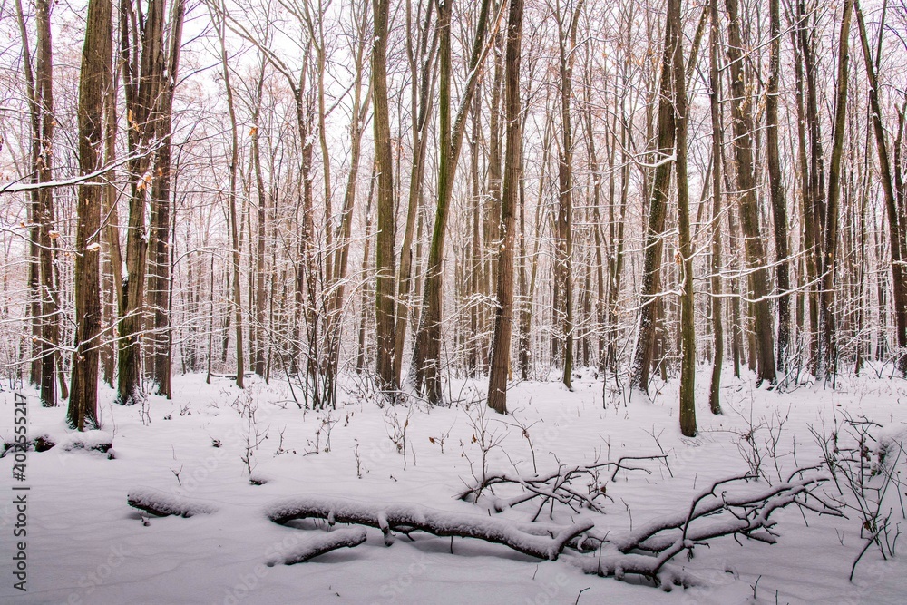 Winter forest with beautiful view.Falling snow.White Christmas in Bucharest Winter forest with beautiful view.Falling snow.White Christmas in Bucharest