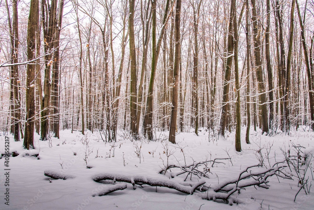 Winter forest with beautiful view.Falling snow.White Christmas in Bucharest