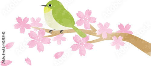 桜の木の枝にとまるメジロ(水彩風)