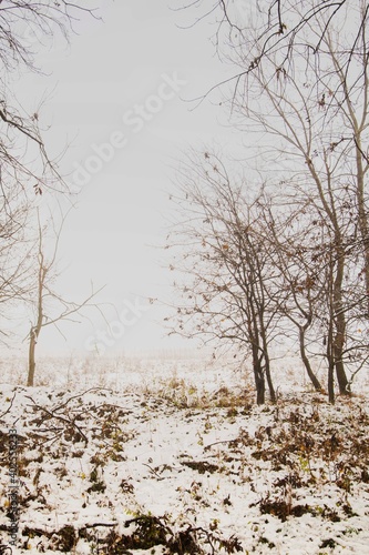 Wallpaper Mural Winter forest with beautiful view.Falling snow.White Christmas in Bucharest Torontodigital.ca