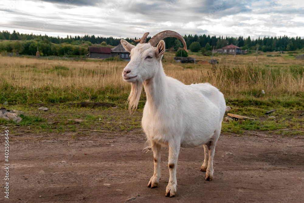 Fototapeta premium Goat