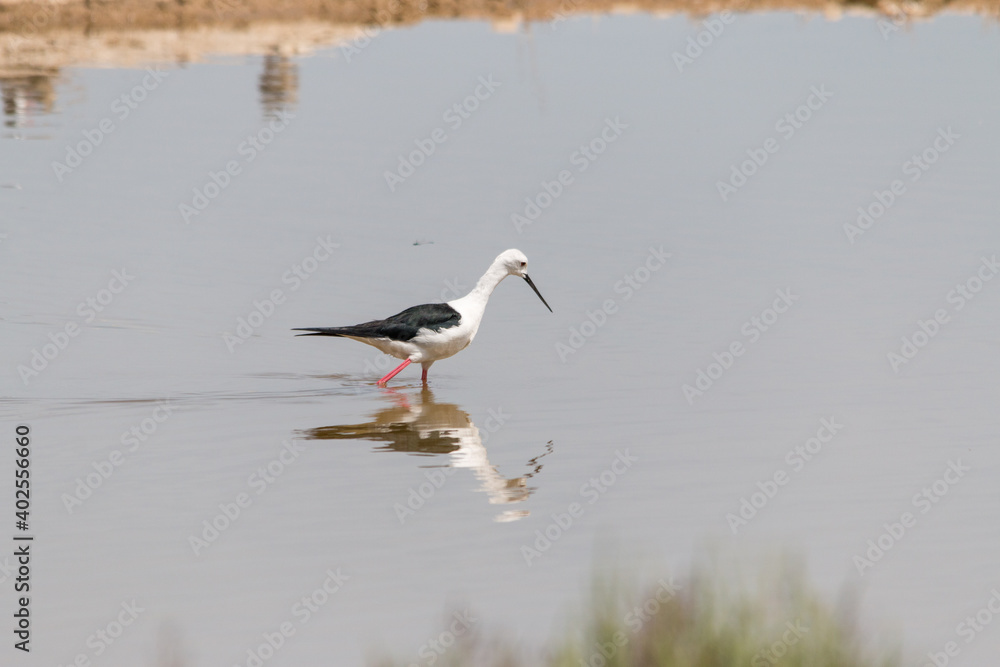 Obraz premium Stelzenläufer