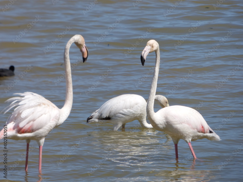 Photo taken in the Aiguamolls de l'Empordà in Spain, Catalonia in August 2017 where you can see flamingos in the water.