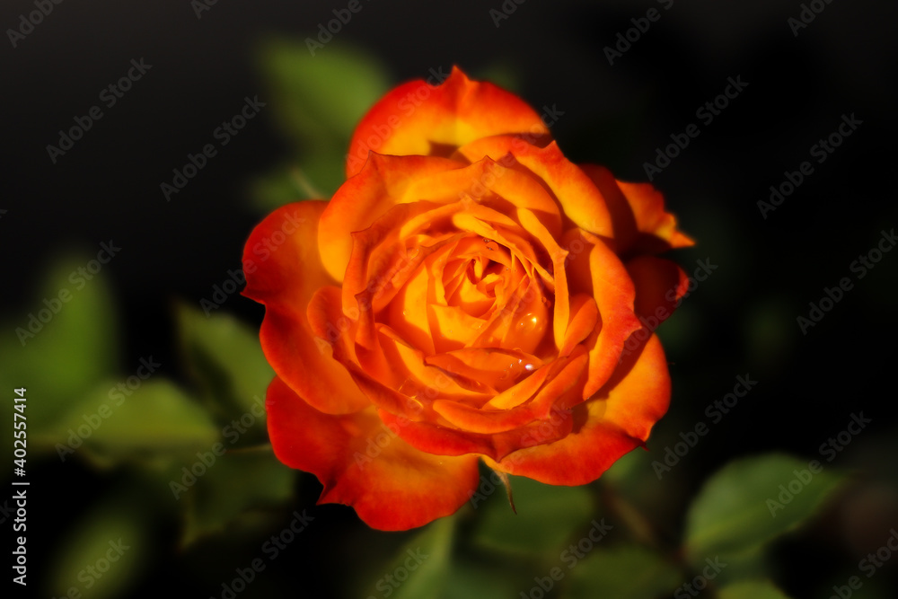 Yellow orange red rose Flower blossom pair with green leaves on black background. Valentine day concept. Yellow orange red rose Flower blossom pair with green leaves on black background. Valentine day concept.
