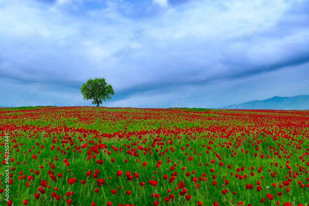 Poppy field and sky 