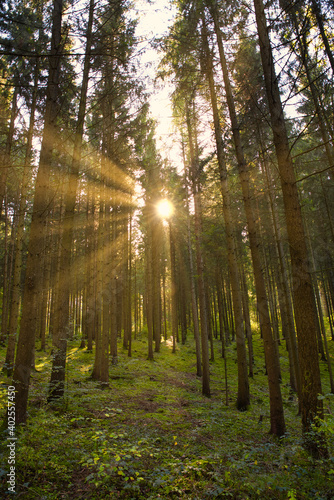 Fototapeta Naklejka Na Ścianę i Meble -  Sonnenstrahlen in einem Fichtenwald  im Herbst
