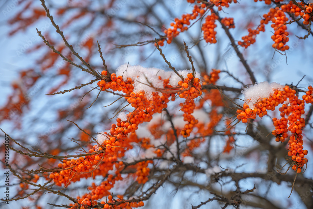 orange, red autumn berries. autumn sea buckthorn is covered with white fluffy snow. winter day. berries for birds. animal care. against the blue sky orange, red autumn berries. autumn sea buckthorn is covered with white fluffy snow. winter day. berries for birds. animal care. against the blue sky