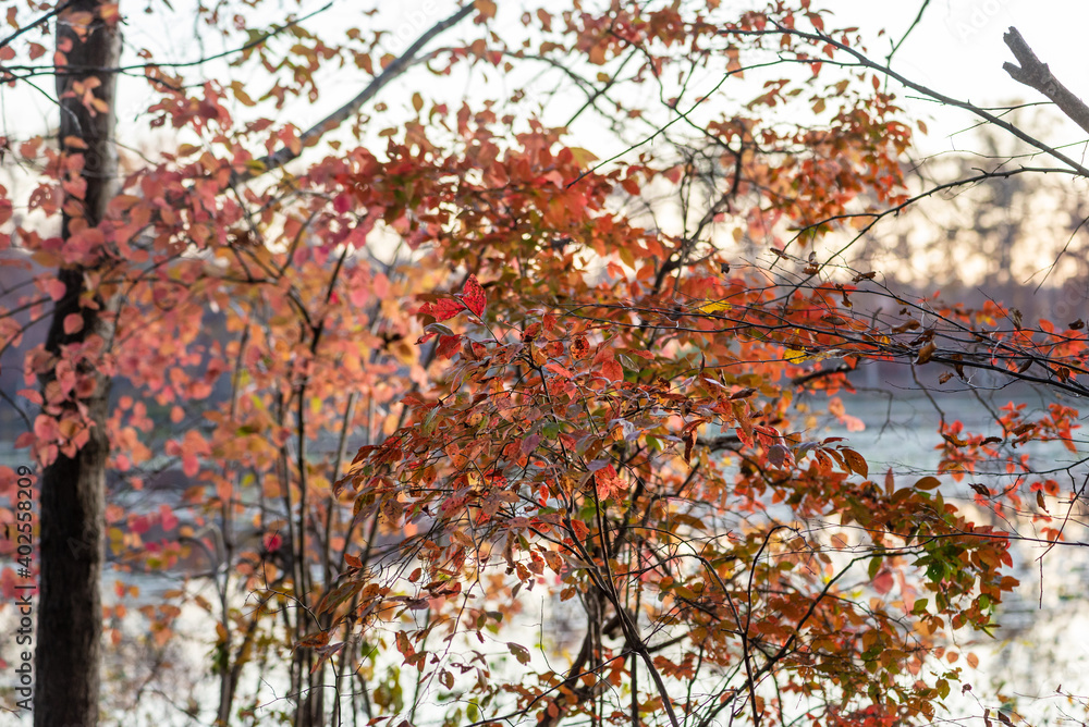 Blackgum tree with autumn foliage beside a lake at sunset Blackgum tree with autumn foliage beside a lake at sunset