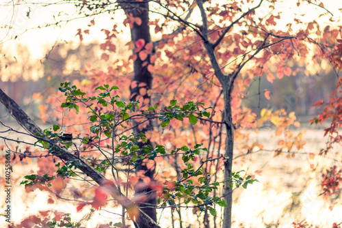 Blackgum tree with autumn foliage beside a lake at sunset photo