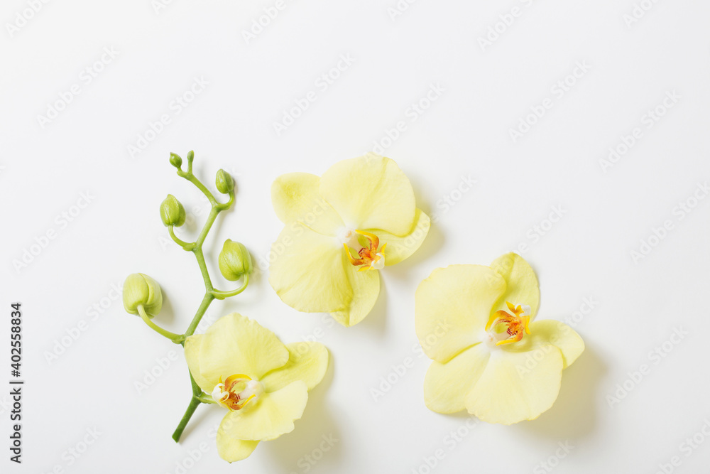 Naklejka premium yellow orchids flowers on white background