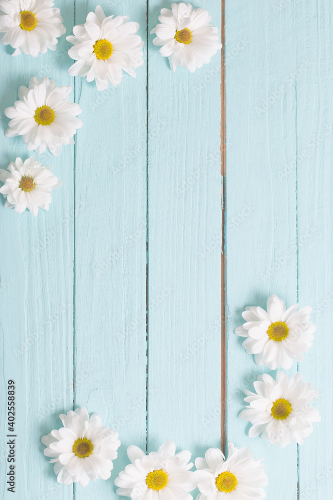 Obraz premium white chrysanthemum on blue wooden background