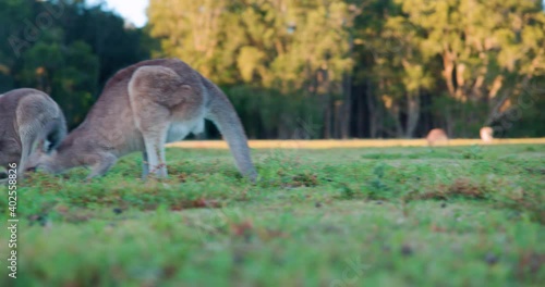 Wild Kangaroos and joeys on open grass land in Gold Coast, Queensland, Australia photo